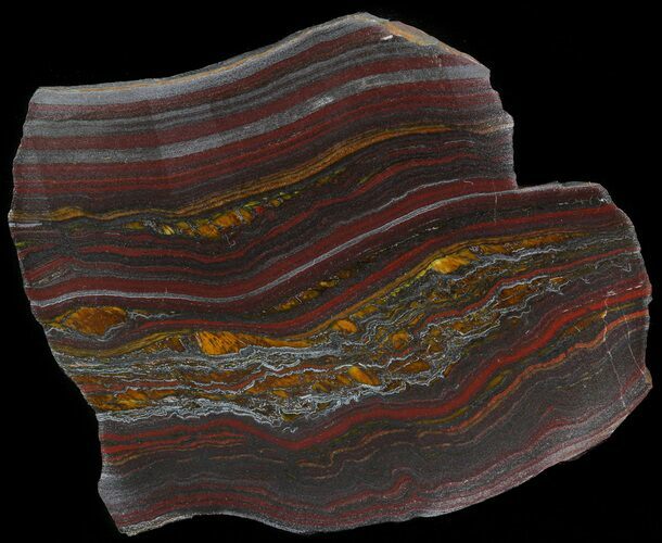 Polished Tiger Iron Stromatolite - ( Billion Years) #42575